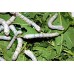 Live Food Silk Worms (Medium)